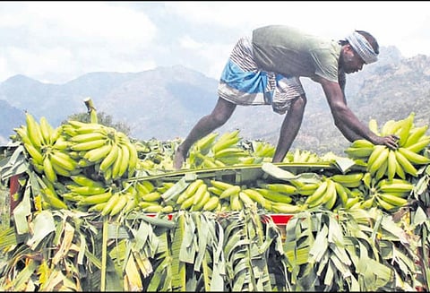 ஏர்வாடி அருகே வாழைத்தார் அறுவடை பணிகள் மும்முரம் போதிய விலை கிடைக்காமல் விவசாயிகள் வேதனை
