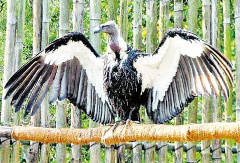 தினம் ஒரு தகவல் : பிணந்தின்னி கழுகுகளின் அழிவு