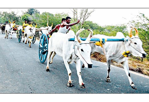 காரைக்குடி அருகே கோவில் மது எடுப்பு விழாவையொட்டி மாட்டு வண்டி பந்தயம்
