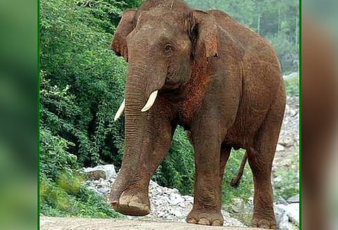 ஒகேனக்கல் வனப்பகுதியில் சுற்றித்திரியும் ஒற்றை யானையால் வாகன ஓட்டிகள் பீதி