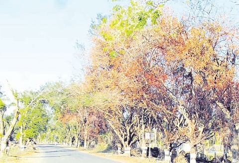 கஜா புயலுக்கு தப்பிய சாலையோர மரங்கள் தீ வைத்து எரிப்பு