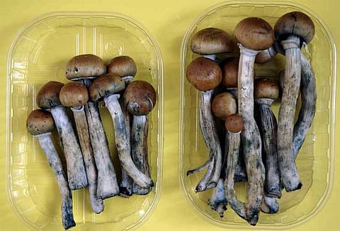 கொடைக்கானலுக்கு வரும் சுற்றுலா பயணிகளுக்கு போதை காளான் விற்றால் குண்டர் சட்டத்தில் கைது - கூடுதல் போலீஸ் டி.ஜி.பி. உத்தரவு