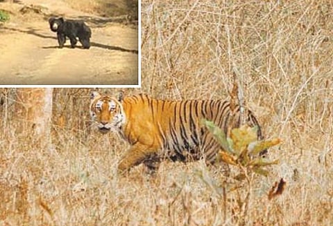 முதுமலையில் வறட்சி, சாலையோரங்களில் உலா வரும் வனவிலங்குகள்