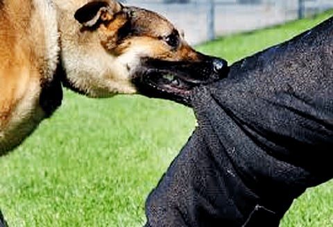 தேன்கனிக்கோட்டையில் வெறிநாய் கடித்து 6 பேர் படுகாயம்