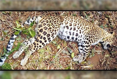 மஞ்சூர் அருகே, சுருக்கு கம்பியில் சிக்கி சிறுத்தைப்புலி சாவு - வனத்துறையினர் விசாரணை