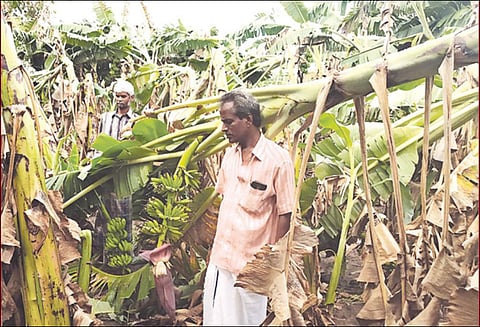 திருக்கனூர் பகுதியில் சூறாவளிக்காற்று 50 ஏக்கர் பரப்பளவில் வாழை மரங்கள் சாய்ந்தன விவசாயிகள் அதிர்ச்சி