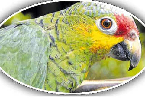 கிளியை கைது செய்த போலீசார்