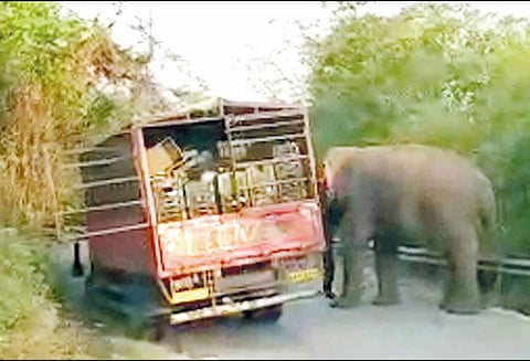 சந்தேரி மலைப்பாதையில் லாரியை வழிமறித்து பழங்கள், காய்கறிகளை ருசித்த காட்டுயானை ‘கும்கி’கள் உதவியுடன் பிடிக்க வனத்துறையினர் நடவடிக்கை
