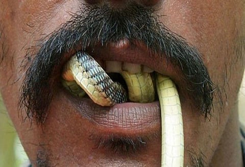 குஜராத்தில் தன்னை கடித்த விஷபாம்பை கடித்து கொன்று விட்டு உயிரிழந்த முதியவர்