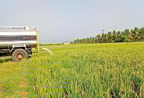 வத்திராயிருப்பு பகுதியில் கடும் வறட்சி: விலை கொடுத்து தண்ணீர் வாங்கி நெற்பயிரை காப்பாற்றும் நிலை
