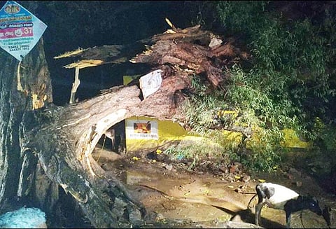 செஞ்சியில் சூறைக்காற்றுடன் மழை, கூரை வீட்டின் மீது, மரம் முறிந்து விழுந்ததில் சிறுமி பலி - தாய்-மகன் உள்பட 3 பேர் படுகாயம்