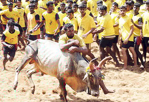 சூசையப்பர்பட்டினம் ஜல்லிக்கட்டில் 28 பேர் காயம் வெற்றி பெற்றவர்களுக்கு பரிசு