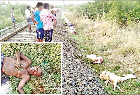 தண்டவாளத்தை கடக்க முயன்றபோது, ரெயில் மோதியதில் 8 ஆடுகளுடன் உரிமையாளரும் பலி - கொடைரோடு அருகே பரிதாபம்