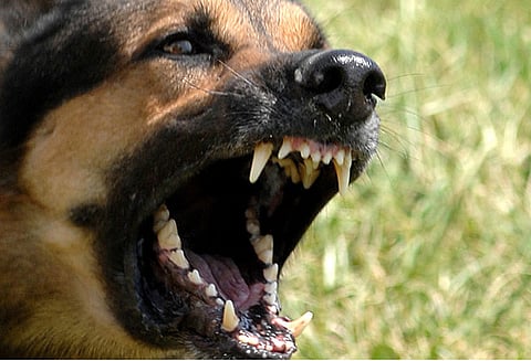 13 பேரை கடித்து குதறிய வெறி நாய் : பொதுமக்கள் அடித்து கொன்றனர்