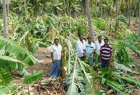 பலத்த சூறைக்காற்றில் 4 ஆயிரம் வாழை மரங்கள் சேதம்