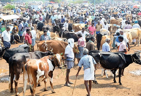 கருங்கல்பாளையம் சந்தையில் 80 சதவீத மாடுகள் விற்பனை