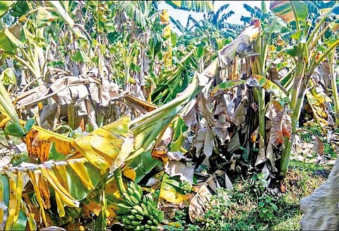 கால்பிரிவு கிராமத்தில், பலத்த சூறைக்காற்றால் வாழைகள் சேதம்