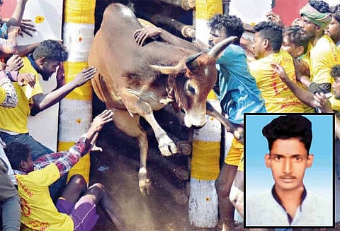திண்டுக்கல் அருகே ஜல்லிக்கட்டு: சீறிப்பாய்ந்த காளை முட்டியதில் பிளஸ்-2 மாணவர் பலி - 11 பேர் காயம்
