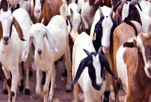 அரூர் புழுதியூர் ரூ.35 லட்சத்துக்கு ஆடு, மாடு, கோழிகள் விற்பனை