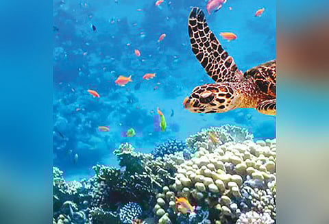 உலகப் பெருங்கடல் தினம்