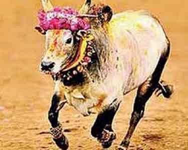 பொங்கலூரில் காளை மாடுடன் வந்து இளைஞர்கள் ஜல்லிக்கட்டுக்கு ஆதரவு