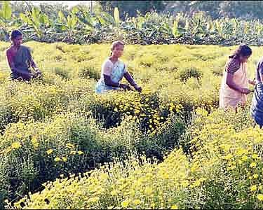 பொங்கல் பண்டிகையை முன்னிட்டு செவ்வந்தி பூக்கள் அறுவடை பணி தீவிரம்