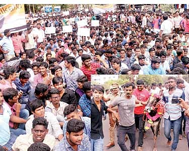 திருச்சியில், காளையுடன் வந்து கல்லூரி மாணவர்கள் சாலை மறியல்