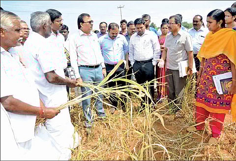 வறட்சியால் 90 சதவீத பயிர்கள் பாதிப்பு மத்திய குழுவினர் தகவல்