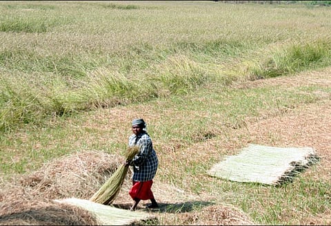 தண்ணீரின்றி வறட்சி நிலவுவதால் கரூர் பகுதியில் கோரை உற்பத்தி பாதிப்பு