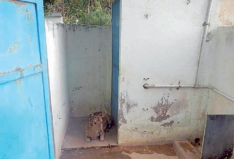 நாய்கள் விரட்டியதால் பள்ளி வளாகத்தில் தஞ்சம் அடைந்த மான் வனத்துறையினர் மீட்டனர்