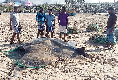 மீனவர் வலையில் சிக்கிய ராட்சத திருக்கை மீன் ரூ.50 ஆயிரத்துக்கு ஏலம் போனது