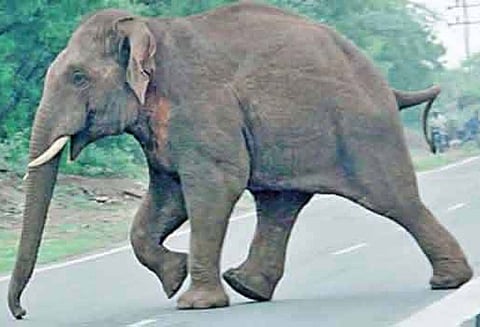 வீட்டின் இரும்புக் கேட்டை லாவகமாகத் திறந்த காட்டு யானை.  