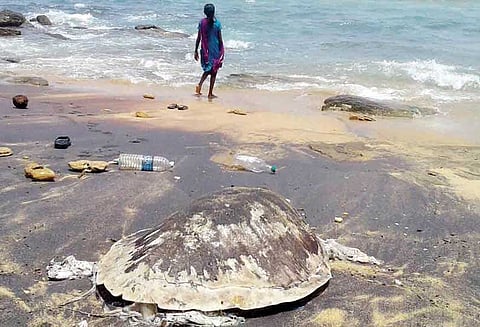 ராட்சத ஆமை இறந்த நிலையில் கரை ஒதுங்கியது