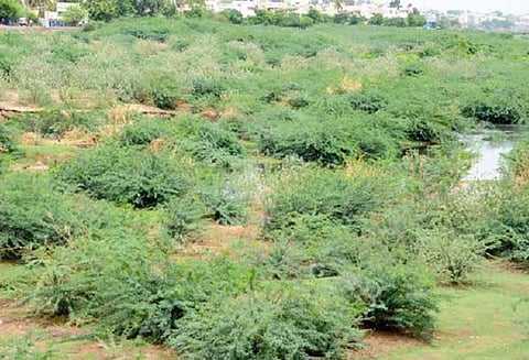 சீமைக்கருவேல மரங்களை வெட்ட விதிக்கப்பட்ட தடை நீட்டிப்பு: சென்னை உயர் நீதிமன்றம்