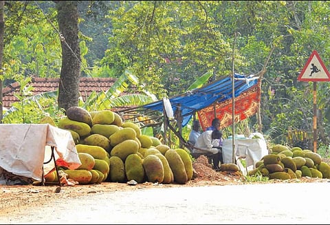 காட்டு யானைகளுக்கு மிகவும் பிடித்த பலாப்பழங்களை சாலையோரம் விற்க தடை
