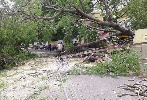பொள்ளாச்சியில் சூறாவளி காற்றுக்கு மரங்கள் வேரோடு விழுந்தன வீடுகளின் மேற்கூரை பறந்தது; மின்கம்பங்கள் சேதம்