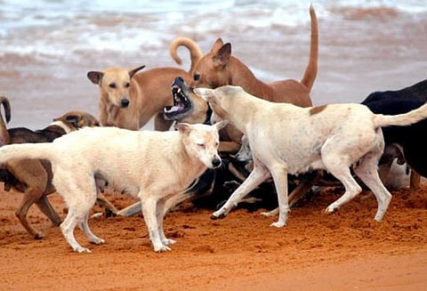 கேரளாவில் தெருநாய்களால் தாக்கப்பட்ட 50 வயது மீனவர் உயிரிழப்பு