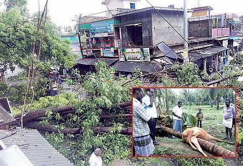 சூறைக்காற்றுடன் மழை: 45 வீடு-100 மின்கம்பங்கள் சேதம் மரம் விழுந்து மாடு சாவு