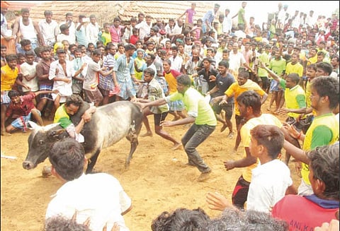 காளைகளை வீரர்கள் போட்டி போட்டு அடக்கினர்