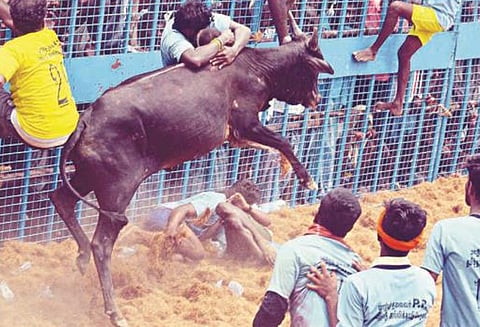 பள்ளப்பட்டி ஜல்லிக்கட்டில் சீறிப்பாய்ந்த காளைகள் 4 பேர் படுகாயம்