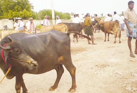 இறைச்சிக்காக விற்கவும், வாங்கவும் தடை எதிரொலி: சந்தையில் மாடுகள் விற்பனை குறைந்தது