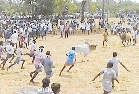 விநாயகர் கோவில் வருடாபிஷேக விழாவையொட்டி மஞ்சு விரட்டு