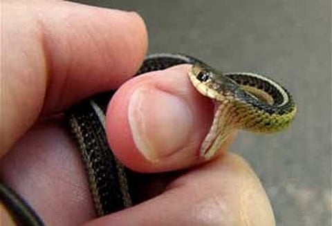 பீகாரில், கணவரை பாம்பு கடித்தது; மனைவியை கணவர் கடித்தார் ஒன்றாக சாக விரும்பியும் மனைவி மட்டும் உயிர் பிழைத்தார்