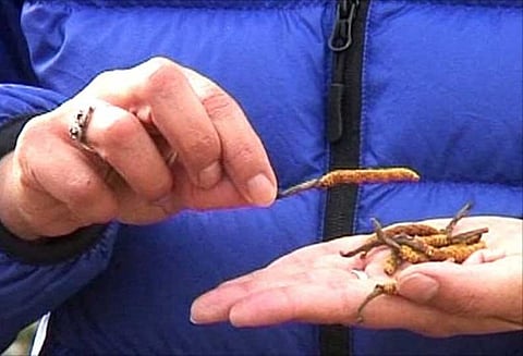 அரிய வகை மூலிகையை வைத்திருந்த நபர் கைது