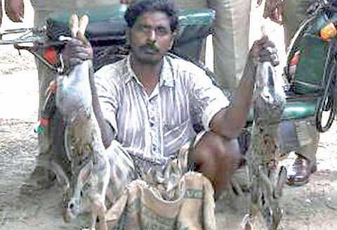 உடும்பு, முயல்களை வேட்டையாடியவர் கைது மற்றொருவருக்கு வலைவீச்சு