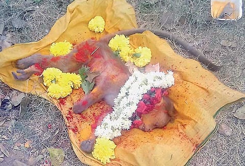 மின்சாரம் தாக்கி இறந்த குரங்குக்கு இறுதி சடங்கு செய்த பொதுமக்கள்