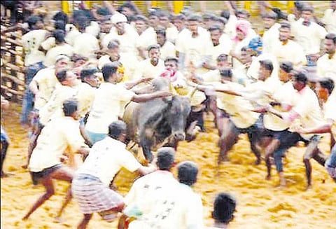 பெரியநாயகி மாதா ஆலய திருவிழாவை முன்னிட்டு ஜல்லிக்கட்டு காளைகள் முட்டியதில் 41 பேர் காயம்