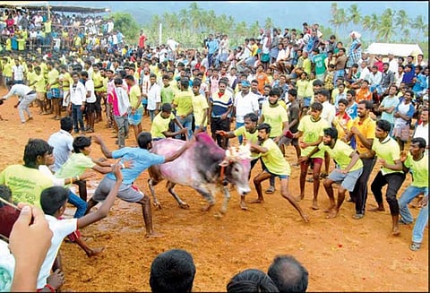 தம்மம்பட்டி அருகே ஜல்லிக்கட்டில் சீறிப்பாய்ந்த காளைகள்; 50 பேர் காயம்
