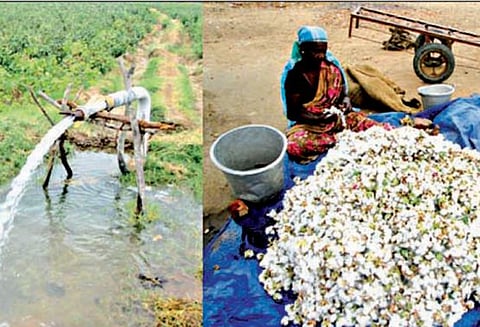 ஆழ்குழாய் கிணறுகள் மூலம் தானமாக கிடைத்த தண்ணீரில் பருத்தி பயிரிட்ட விவசாயிகள்