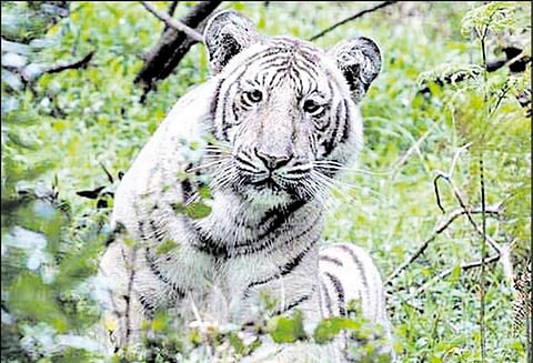 நீலகிரி வனப்பகுதியில் தென்பட்ட அரிய வகை வெள்ளை புலி